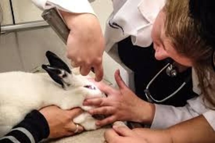 Rabbit Savvy Veterinarian