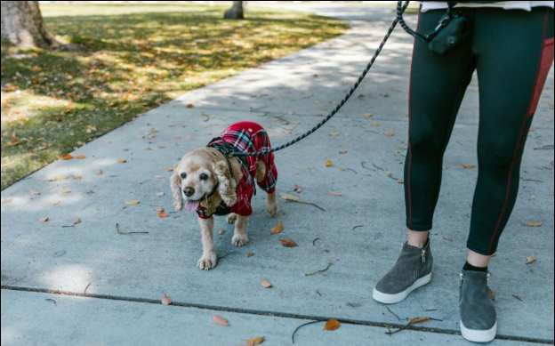 dog walkers prices in New Orleans