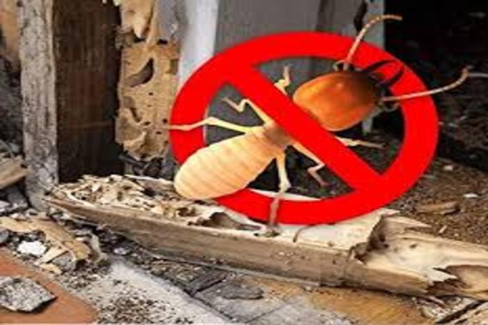 termite control treatment services near me,