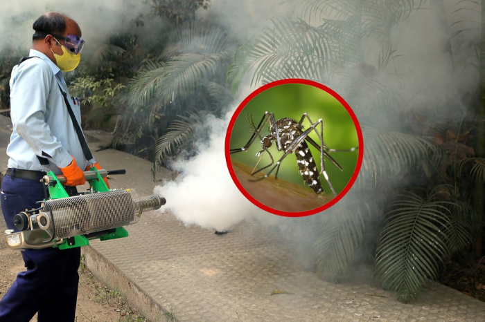 Dengue Mosquito Spray Service