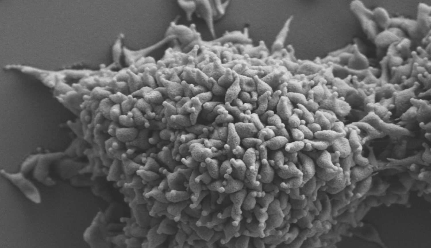 mycoplasma
