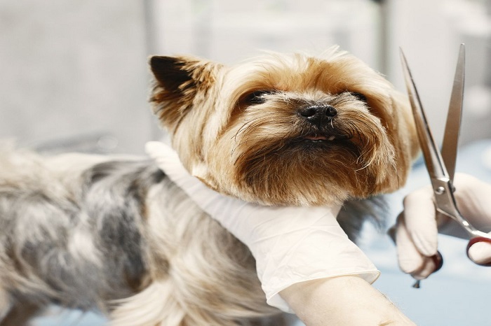 dog Grooming service in Arcadia