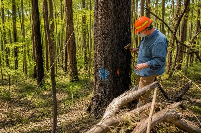 How to Identify a Hazardous Tree Before It Falls in 2026