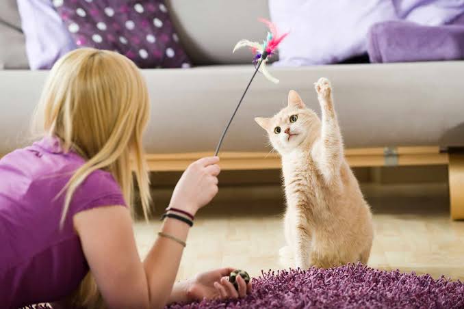 Cat Sitting